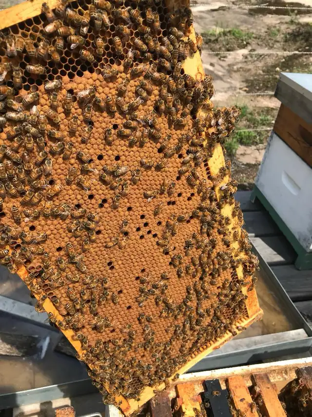 Four frame nucs for sale - Photo 2