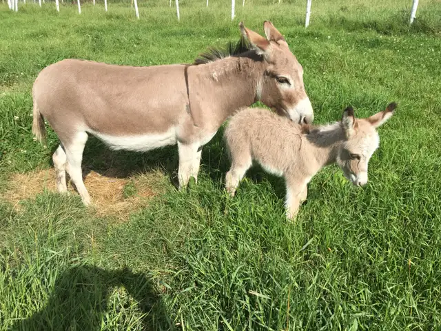 Miniature Donkey Herd