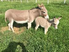 Miniature Donkey Herd