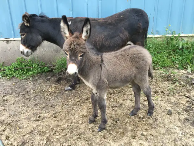 Miniature Donkey Herd - Photo 2