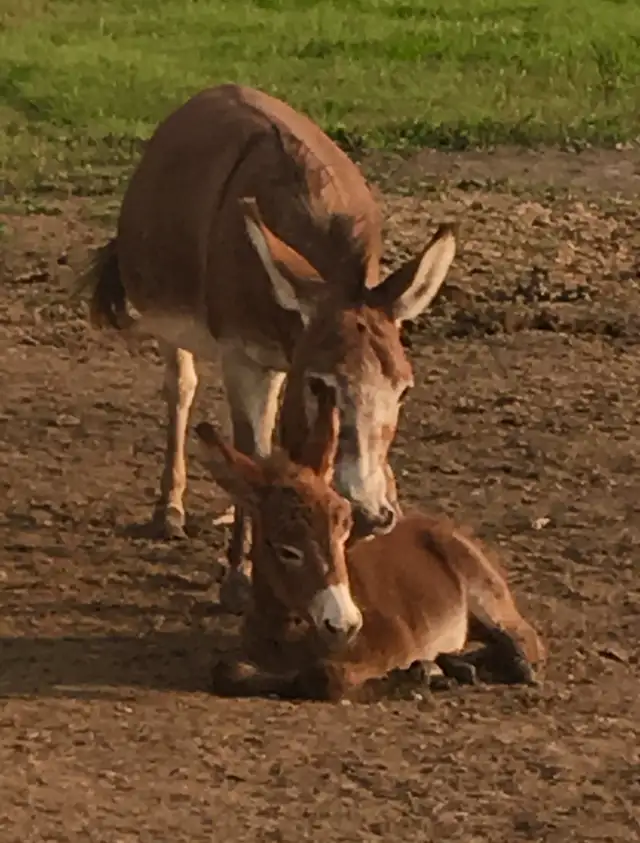 Miniature Donkey Herd - Photo 4