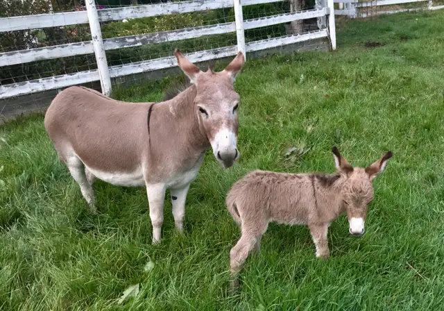 Miniature Donkey Herd - Photo 5