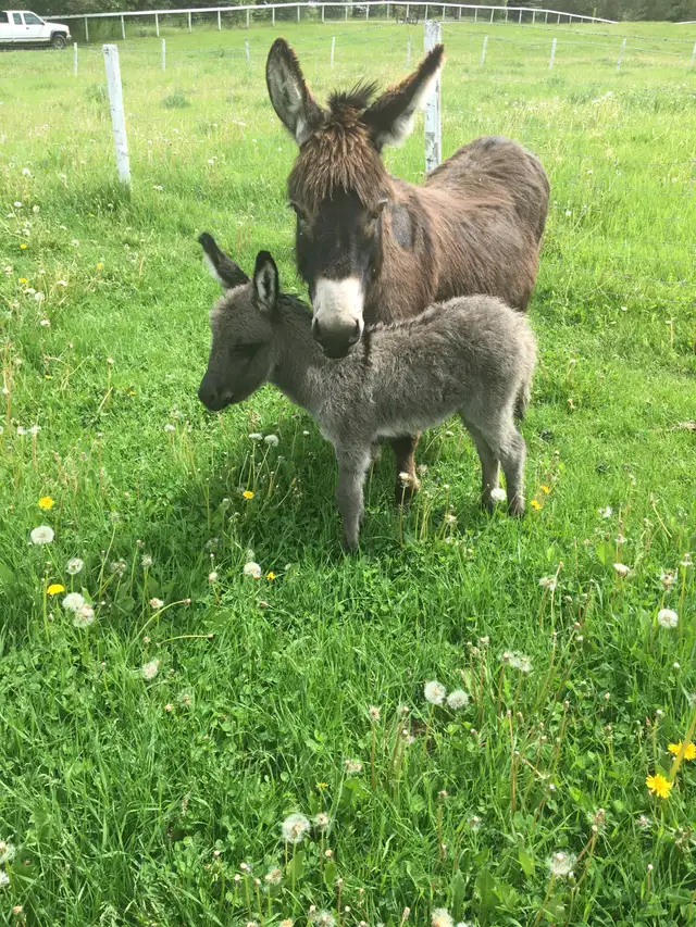 Miniature Donkey Herd - Photo 6
