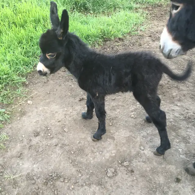 Miniature Donkey Herd - Photo 7