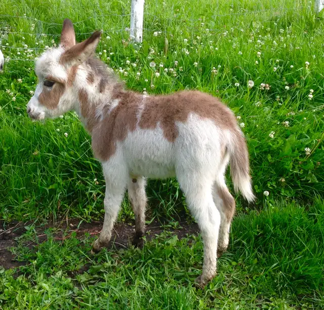 Miniature Donkey Herd - Photo 8