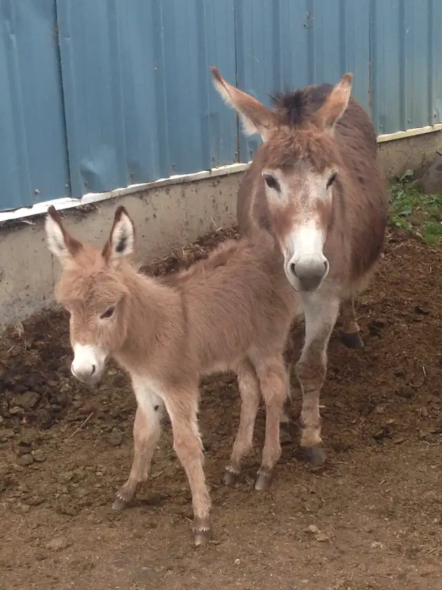 Miniature Donkey Herd - Photo 9