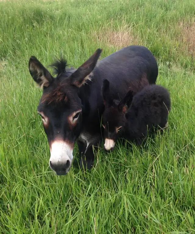 Miniature Donkey Herd - Photo 10