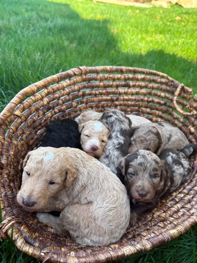 Multigenerational Moyen Labradoodle Puppies