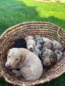 Multigenerational Moyen Labradoodle Puppies