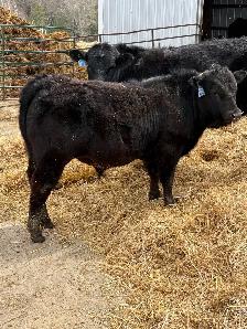 Limflex Bull Calf