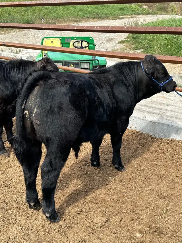 Limflex Bull Calf - Photo 2