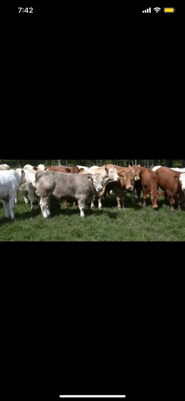 Qurbani booking available