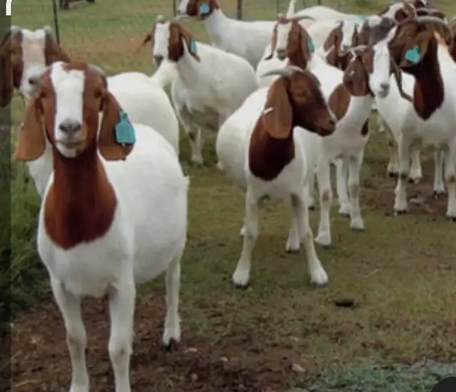 Qurbani booking available - Photo 4