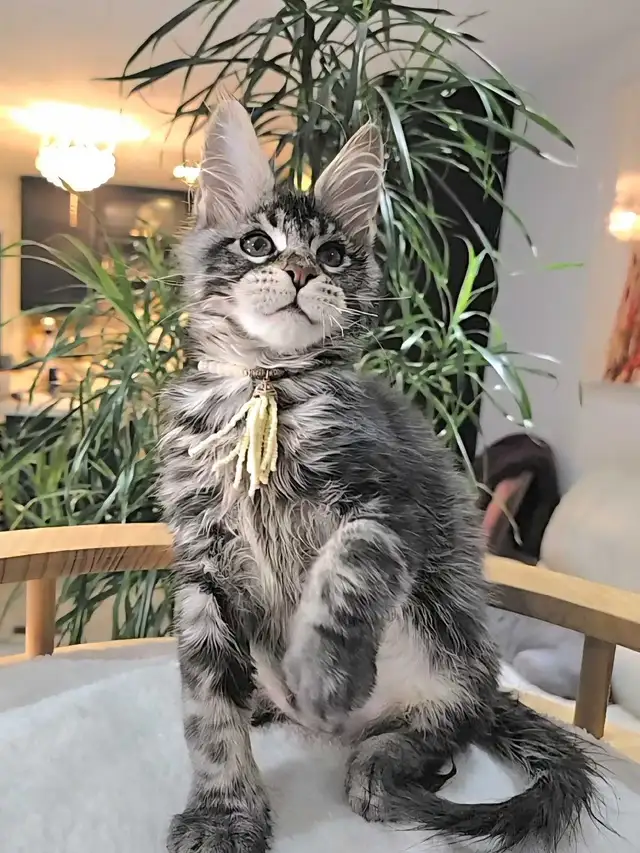 Maine Coon male XL - Photo 2