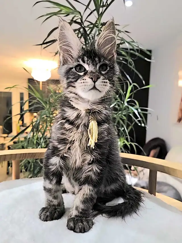 Maine Coon male XL - Photo 3