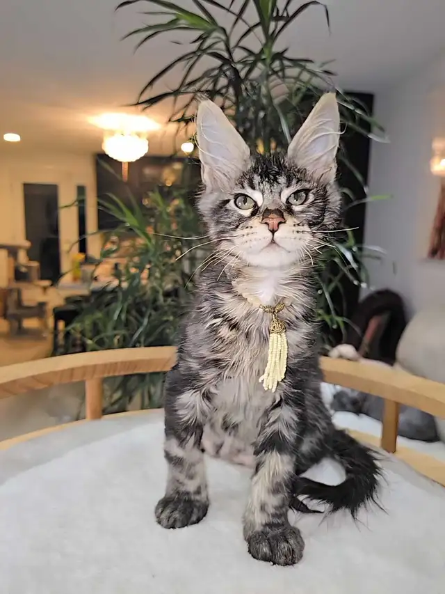 Maine Coon male XL - Photo 4