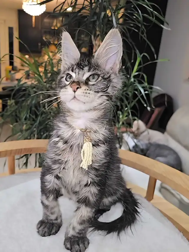 Maine Coon male XL - Photo 5