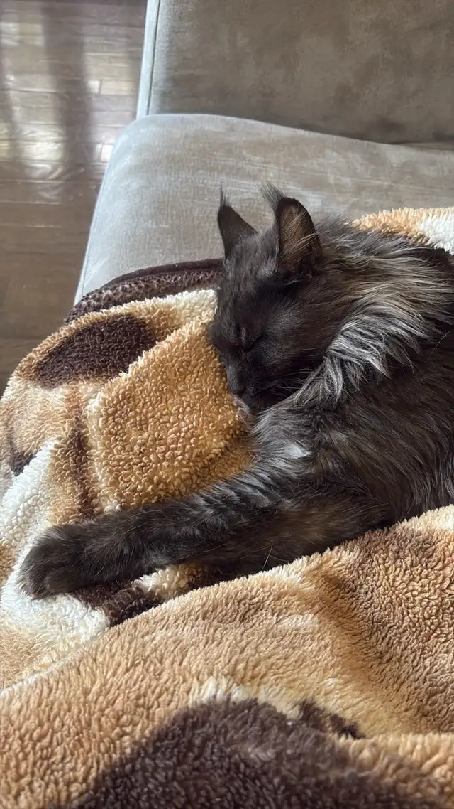 Maine Coon - very lovable, spayed