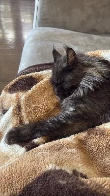 Maine Coon - very lovable, spayed