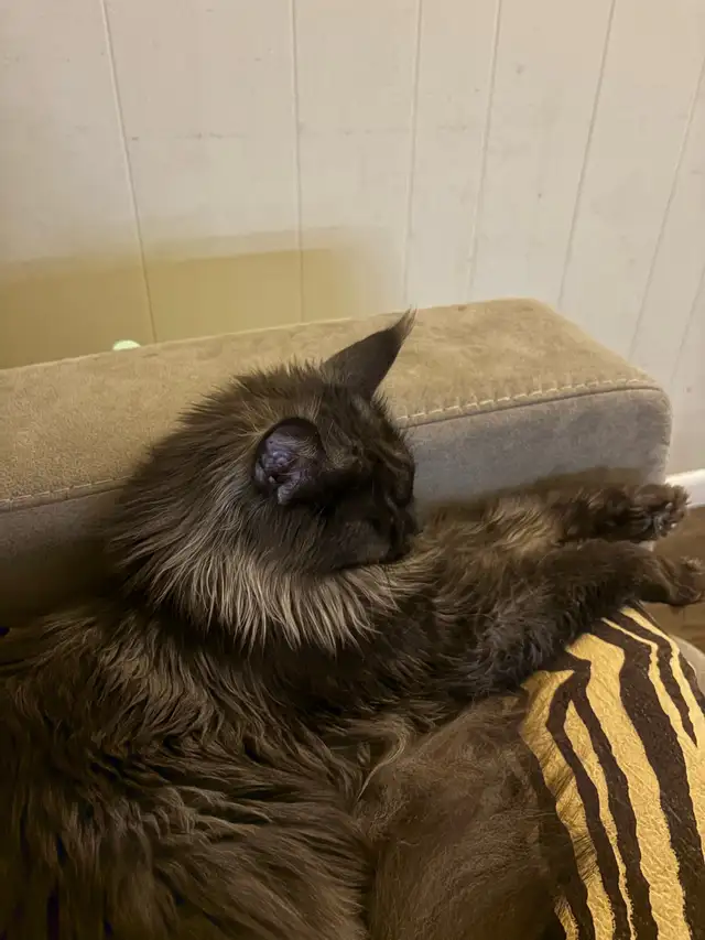 Maine Coon - very lovable, spayed - Photo 2