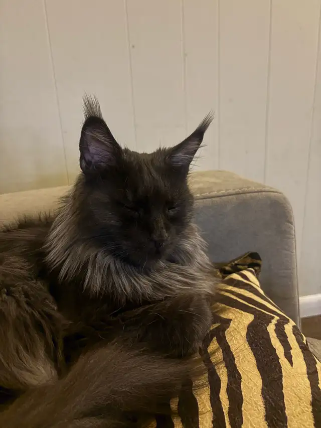 Maine Coon - very lovable, spayed - Photo 3