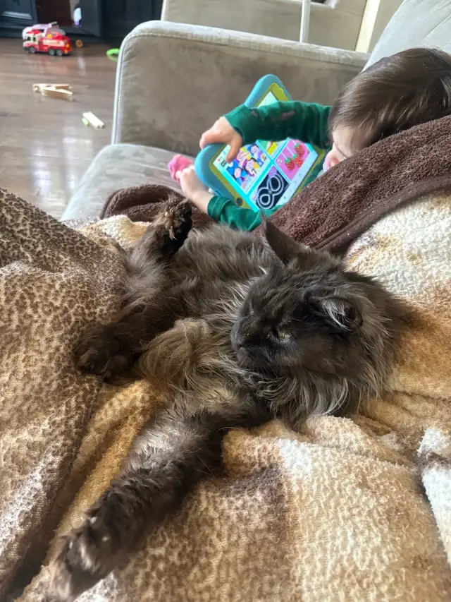 Maine Coon - very lovable, spayed - Photo 4