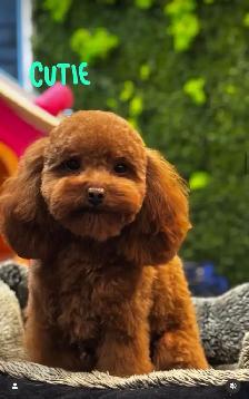 Tiny Purebred Toy Poodle – 5 lbs, Super Friendly �