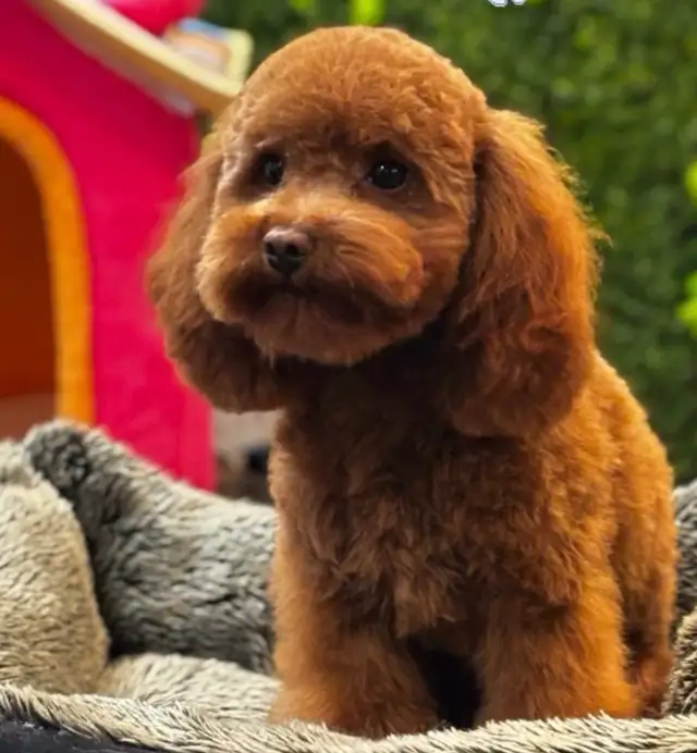 Tiny Purebred Toy Poodle – 5 lbs, Super Friendly � - Photo 2