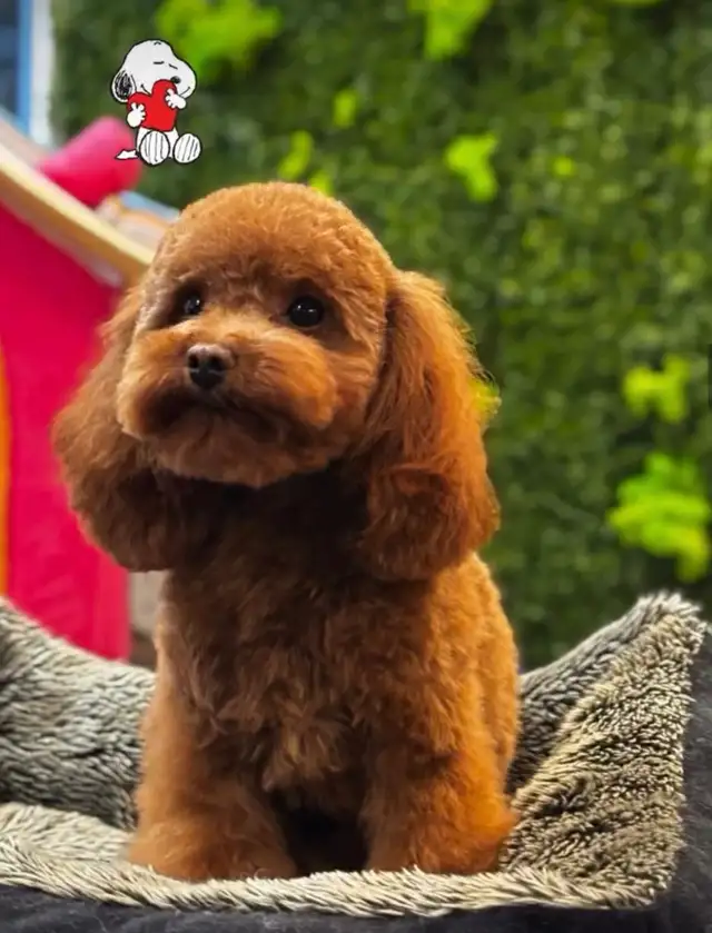 Tiny Purebred Toy Poodle – 5 lbs, Super Friendly � - Photo 3