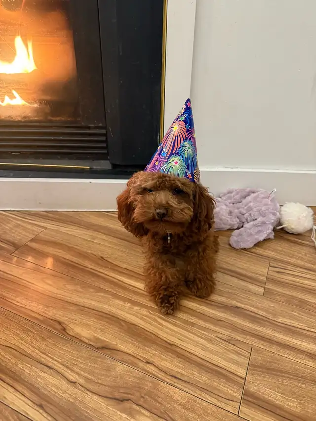 Tiny Purebred Toy Poodle – 5 lbs, Super Friendly � - Photo 4