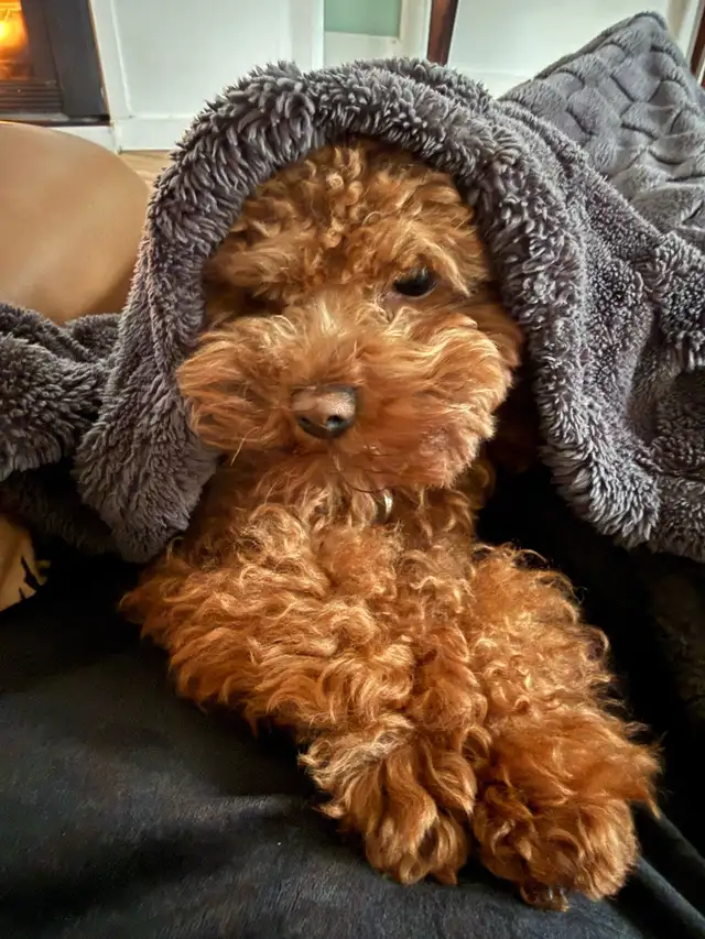 Tiny Purebred Toy Poodle – 5 lbs, Super Friendly � - Photo 5