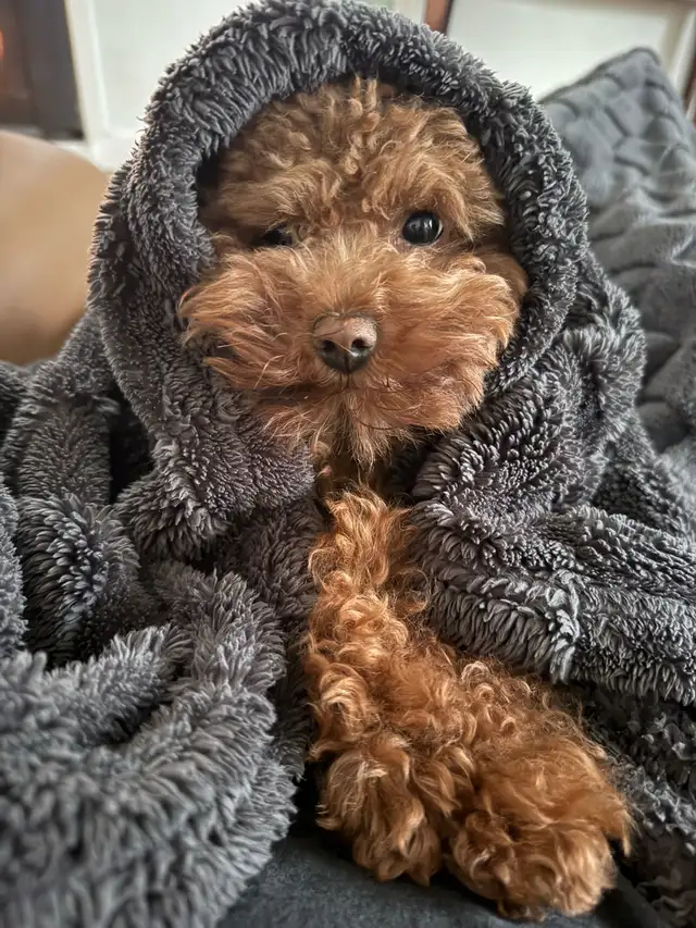 Tiny Purebred Toy Poodle – 5 lbs, Super Friendly � - Photo 6