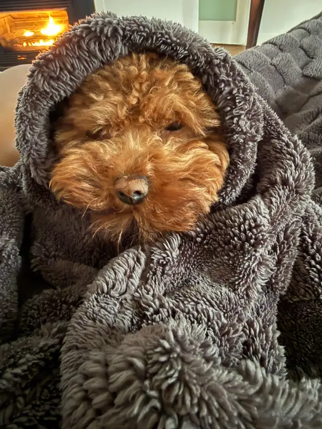 Tiny Purebred Toy Poodle – 5 lbs, Super Friendly � - Photo 7