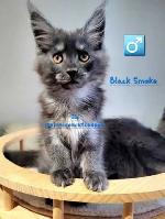 CHAMPION MAINE COONS