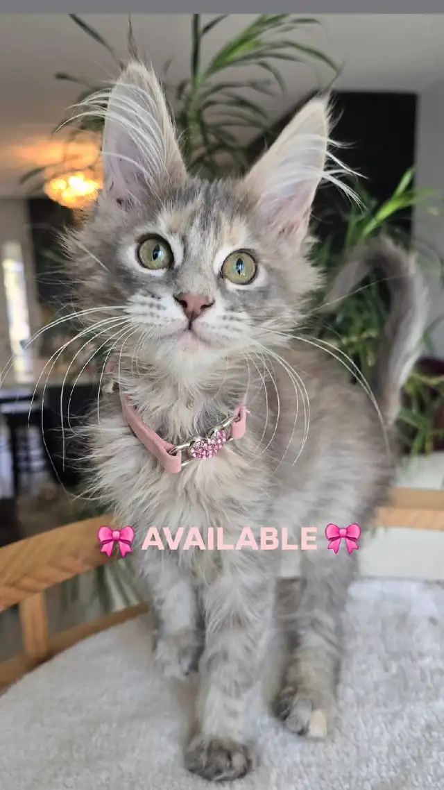 CHAMPION MAINE COONS - Photo 3