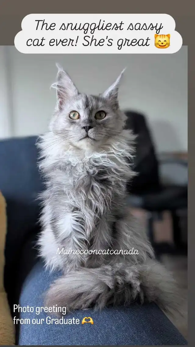 CHAMPION MAINE COONS - Photo 4