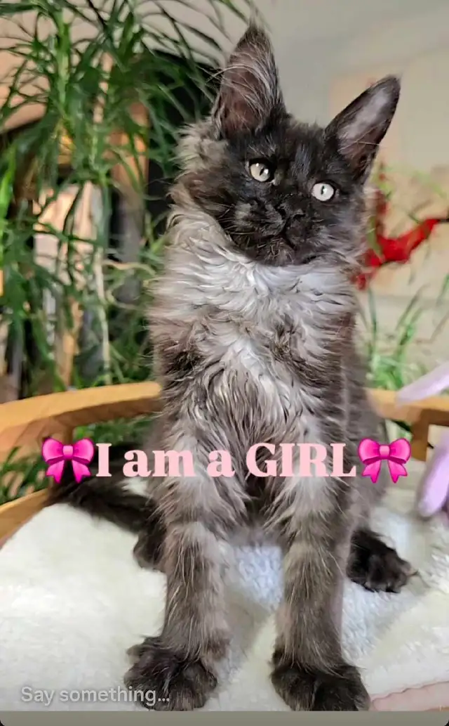 CHAMPION MAINE COONS - Photo 5