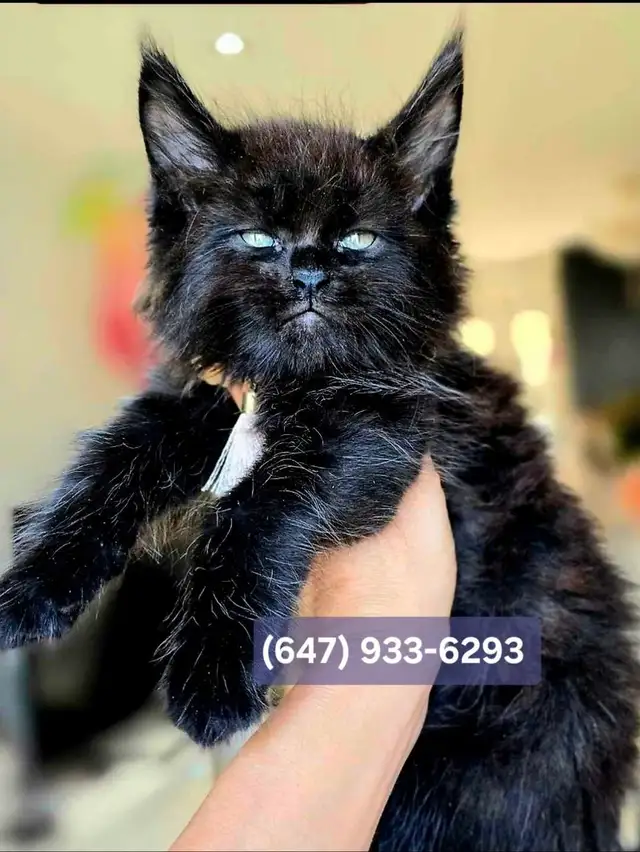 CHAMPION MAINE COONS - Photo 7