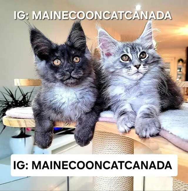 CHAMPION MAINE COONS - Photo 8