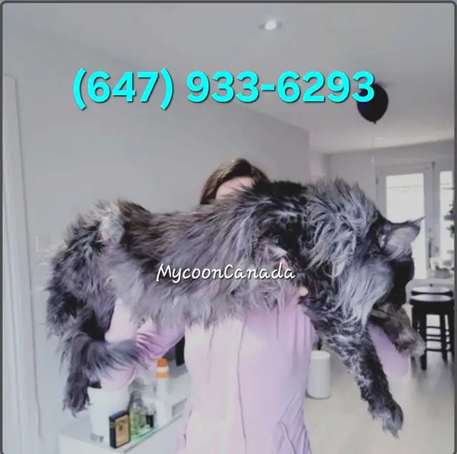 CHAMPION MAINE COONS - Photo 9