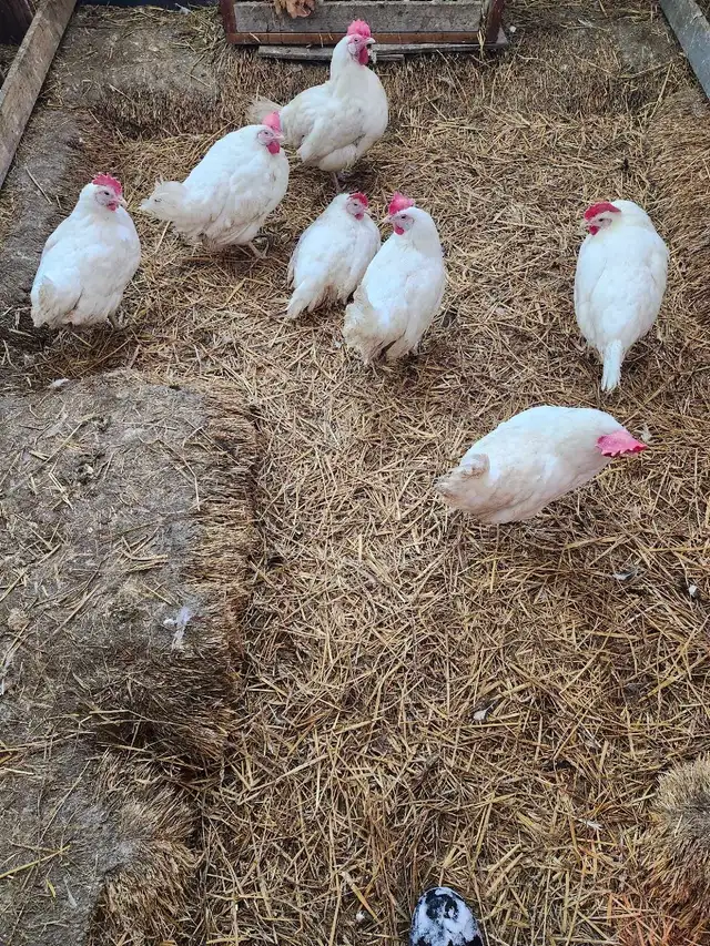 chickens - Photo 2