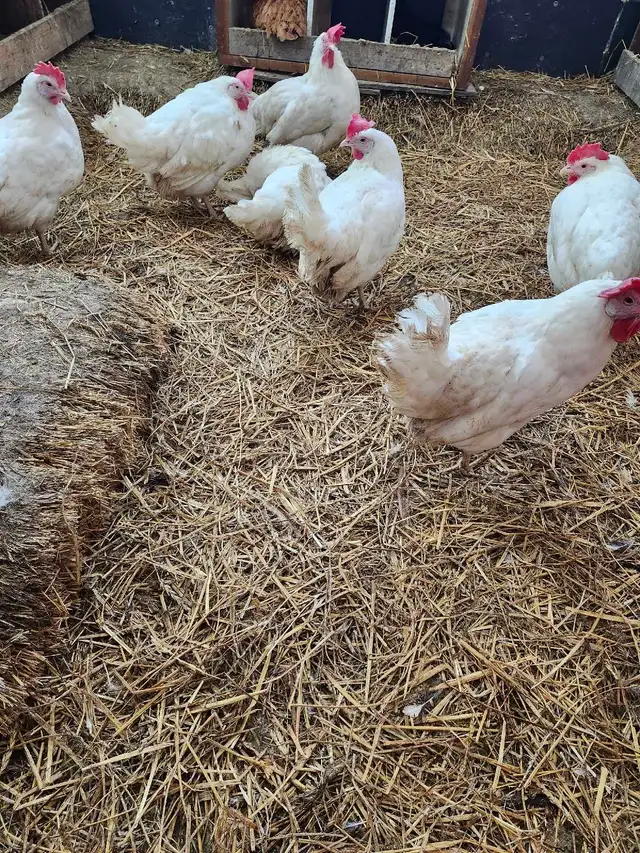 chickens - Photo 3