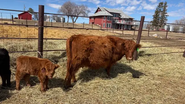 Highland Cross Pair - Photo 2