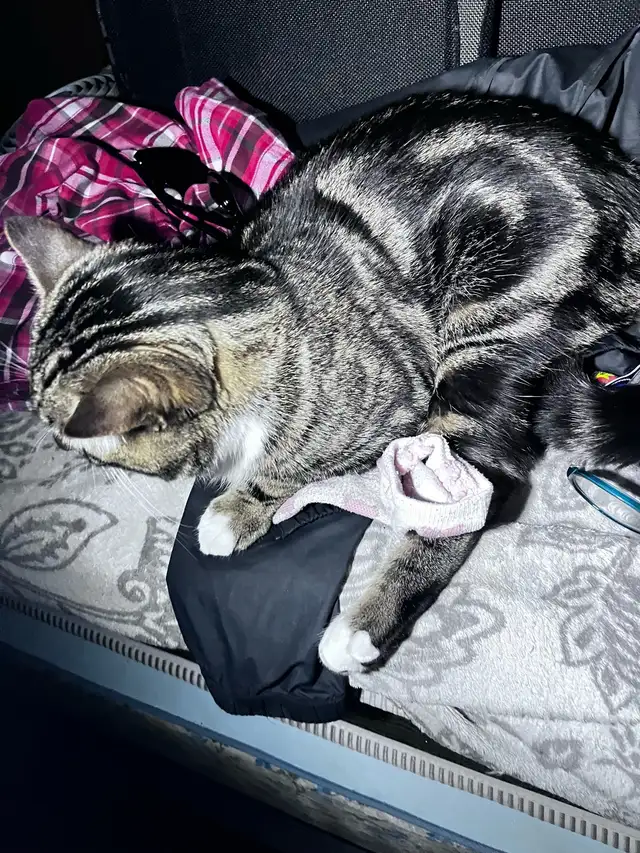 Male Egyptian Mau Kitten - Photo 3