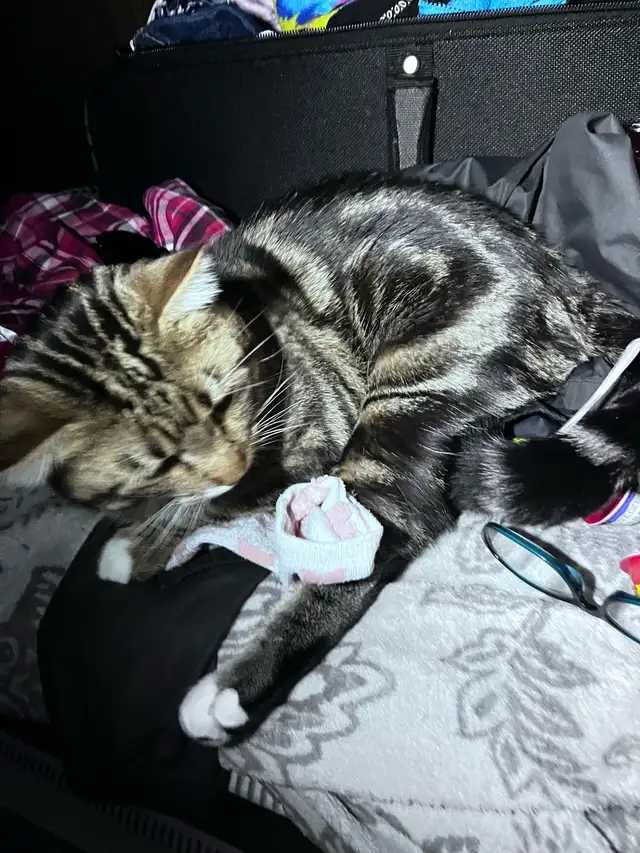 Male Egyptian Mau Kitten - Photo 4