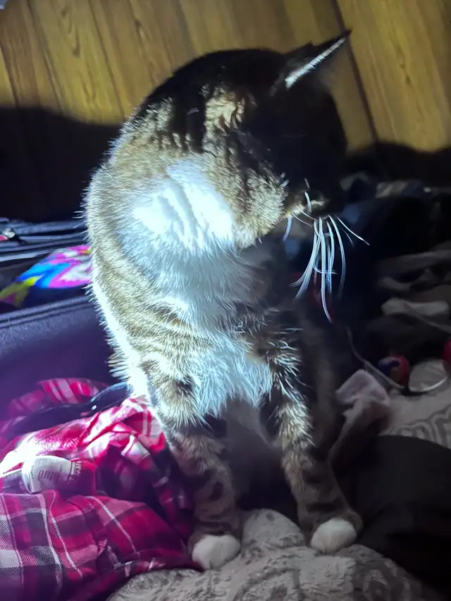 Male Egyptian Mau Kitten - Photo 6