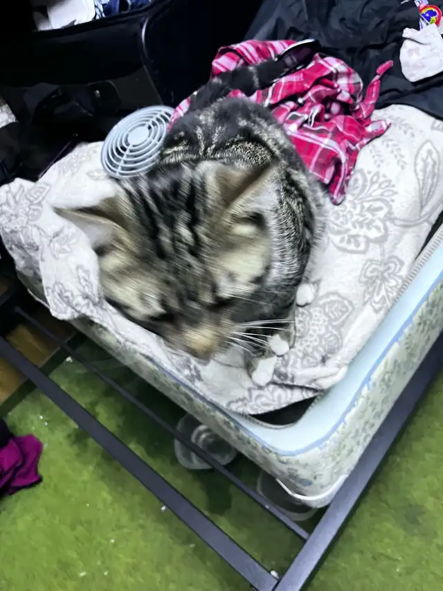 Male Egyptian Mau Kitten - Photo 7