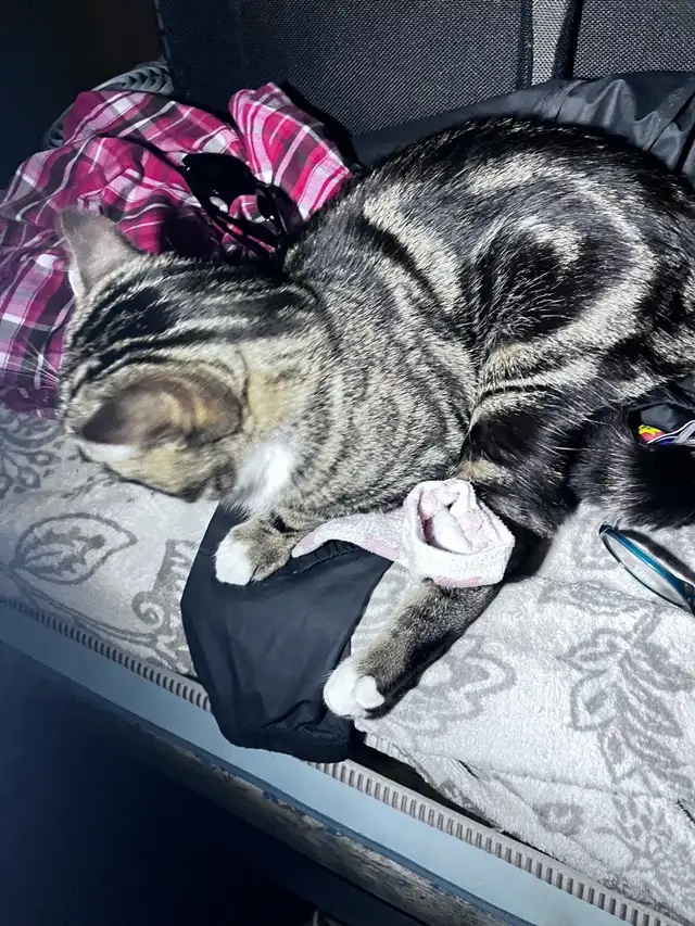 Male Egyptian Mau Kitten - Photo 8