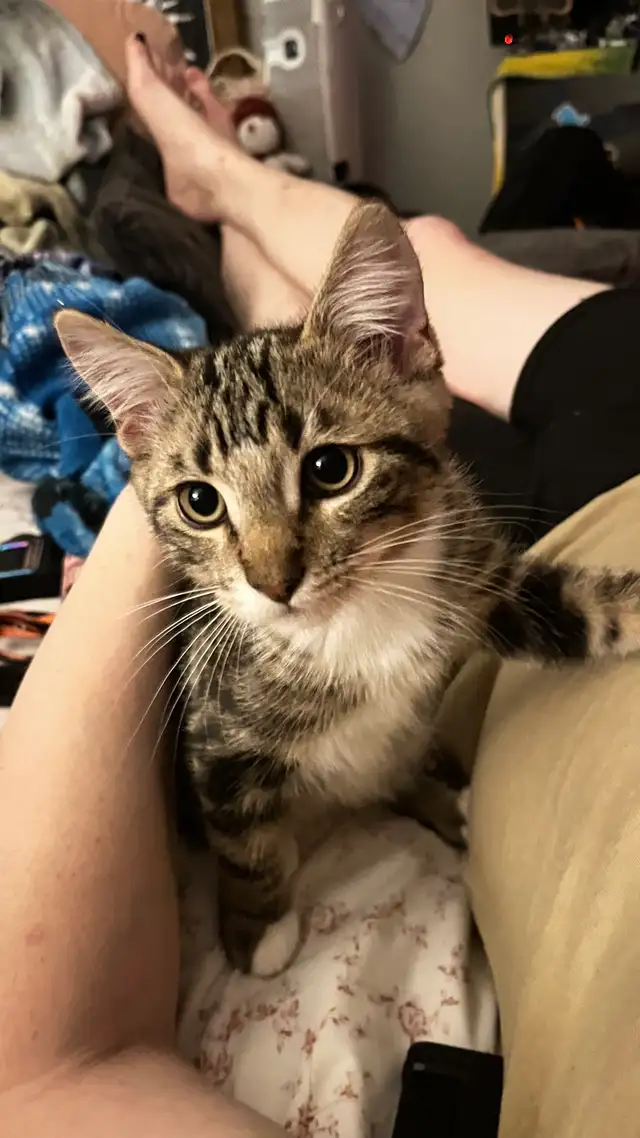 Male Egyptian Mau Kitten - Photo 10