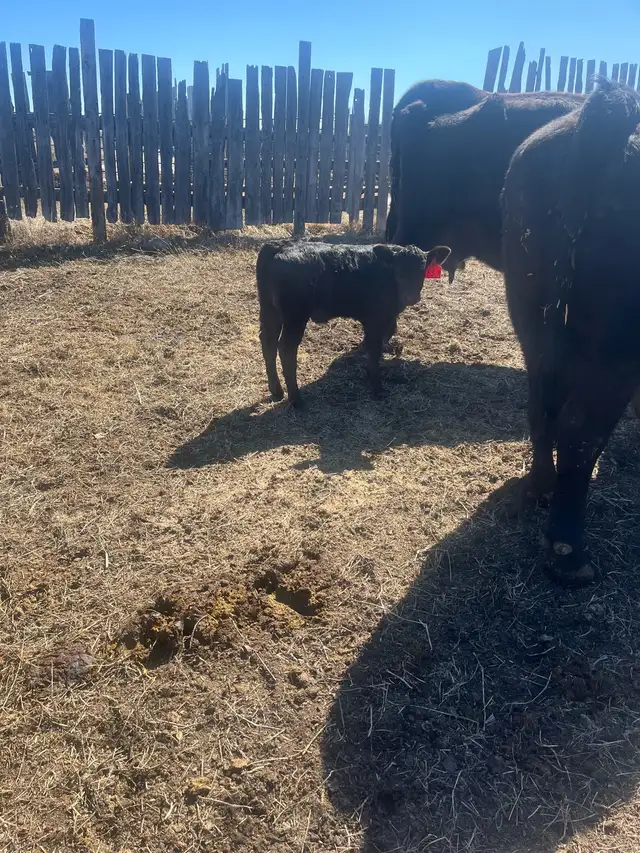 Livestock baby calf - Photo 2